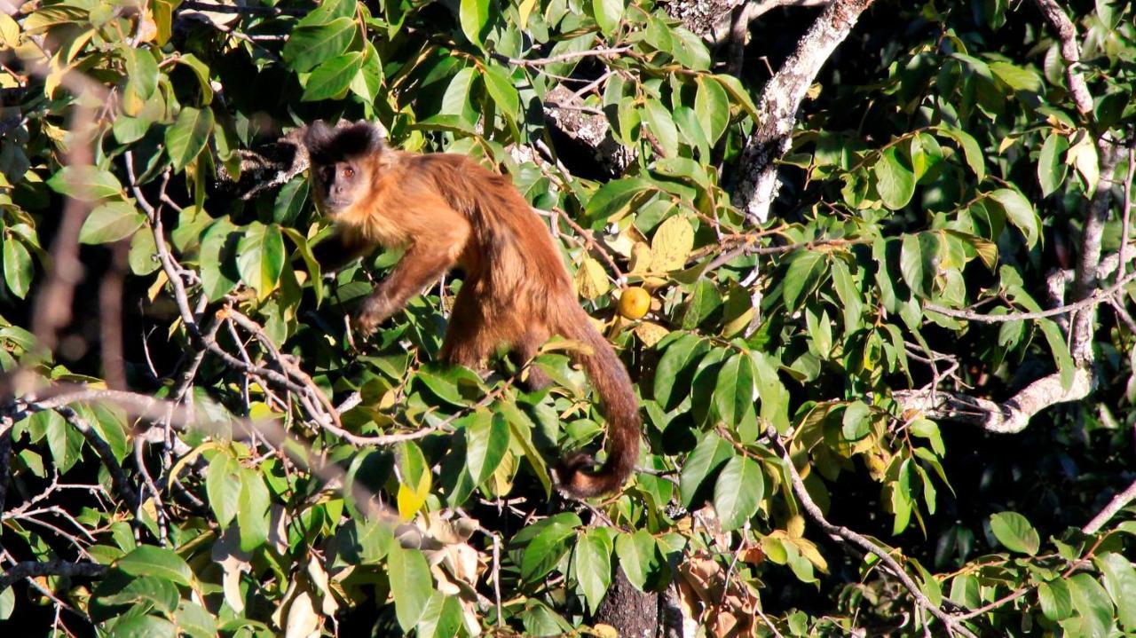 Mariri Jungle Lodge Алту-Параизу-ди-Гояс Экстерьер фото